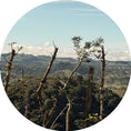Load image into Gallery viewer, Best of Panama Trio Collection
